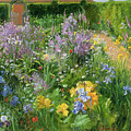 Sweet Rocket - Foxgloves and Irises by Timothy Easton Sweet Rocket - Foxgloves and Irises by Timothy Easton