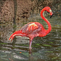 Symbol of Florida by Hanny Heim