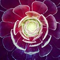 Symmetry Photograph by Denise Railey Symmetry Photograph by Denise Railey