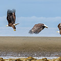 Take Flight Photograph by Scott Slone
