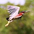 Take Off by Steve Karol Take Off by Steve Karol