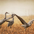 Take Off Photograph by Susan Rissi Tregoning Take Off Photograph by Susan Rissi Tregoning