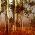 Tall Timbers by Holly Kempe Tall Timbers by Holly Kempe