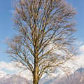 Tall Tree Photograph by Pavel Melnikov Tall Tree Photograph by Pavel Melnikov