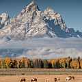 Teton Horses Photograph by Wesley Aston Teton Horses Photograph by Wesley Aston