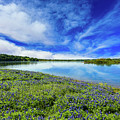 Texas Bluebonnets Photograph by Raul Rodriguez Texas Bluebonnets Photograph by Raul Rodriguez
