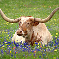 Texas Longhorn in Bluebonnets Photograph by Jon Holiday Texas Longhorn in Bluebonnets Photograph by Jon Holiday