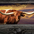 Texas Longhorn Steer at Sunset looking through the Fence Rails Photograph by Randall Nyhof Texas Longhorn Steer at Sunset looking through the Fence Rails Photograph by Randall Nyhof