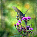 Textured Art - Black Butterfly Photograph by Kerri Farley Textured Art - Black Butterfly Photograph by Kerri Farley