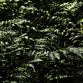 Textures Of A Rainforest by Jorgo Photography - Wall Art Gallery Textures Of A Rainforest by Jorgo Photography - Wall Art Gallery