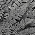 Textures of the Forest Photograph by Holly Ross Textures of the Forest Photograph by Holly Ross