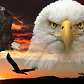The Bald Eagle by Shane Bechler
