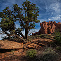 The Canyon Trail Photograph by Jim Garrison The Canyon Trail Photograph by Jim Garrison