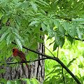 The Cardinal In The Woods by Ed Stines The Cardinal In The Woods by Ed Stines