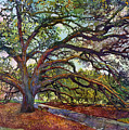The Century Oak Painting by Hailey E Herrera The Century Oak Painting by Hailey E Herrera