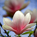 The Color Of Spring by Evelina Kremsdorf The Color Of Spring by Evelina Kremsdorf