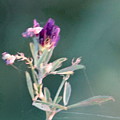 The dancing flower by Karin Ravasio