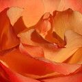 The Final Rose Of Summer by Marla McFall The Final Rose Of Summer by Marla McFall