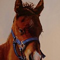 The Halter by Judy Bradley The Halter by Judy Bradley