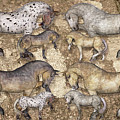 The Horse Collection by Betsy Knapp The Horse Collection by Betsy Knapp