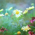 The Joy of Summer Flowers Photograph by Anita Pollak The Joy of Summer Flowers Photograph by Anita Pollak