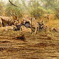 The Kill Painting by Alan M Hunt