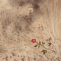 The Last Blossom by William Russell Nowicki The Last Blossom by William Russell Nowicki