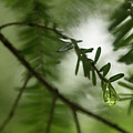 The Last Drop Photograph by Mike Eingle The Last Drop Photograph by Mike Eingle