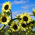 The Last of Summer by Steve Karol The Last of Summer by Steve Karol