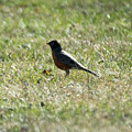 The Lone Robin Photograph by Holden The Moment The Lone Robin Photograph by Holden The Moment