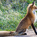 The Lookout Photograph by Mindy Musick King The Lookout Photograph by Mindy Musick King