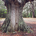 The Mighty Oak Photograph by Linda Lees The Mighty Oak Photograph by Linda Lees