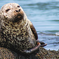 The Most Interesting Seal Photograph by Holly Ross The Most Interesting Seal Photograph by Holly Ross