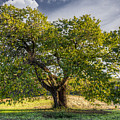 The Mulberry Tree Photograph by Debra and Dave Vanderlaan The Mulberry Tree Photograph by Debra and Dave Vanderlaan
