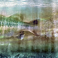 The One That Got Away Photograph by Mal Bray