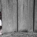 Captive Photograph by DArcy Evans Captive Photograph by DArcy Evans