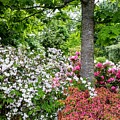 The peaceful place 8 by Valerie Josi The peaceful place 8 by Valerie Josi