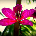 The Pink Lady by Karen Wiles The Pink Lady by Karen Wiles