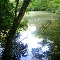 The Pond by Scarlett Royal The Pond by Scarlett Royal
