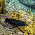 The Princess and the Grouper Photograph by Lynne Browne The Princess and the Grouper Photograph by Lynne Browne