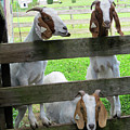 The Real Three Billy Goats Gruff Photograph by Linda Stern The Real Three Billy Goats Gruff Photograph by Linda Stern