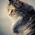 The Sad Street Cat Photograph by Dimitar Hristov The Sad Street Cat Photograph by Dimitar Hristov