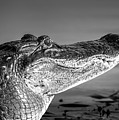 The Smiling Gator Photograph by Mark Andrew Thomas The Smiling Gator Photograph by Mark Andrew Thomas