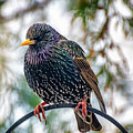 The Starling by Adrian Evans The Starling by Adrian Evans