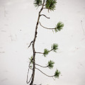 The Start Of A Forest Giant Photograph by James BO Insogna The Start Of A Forest Giant Photograph by James BO Insogna