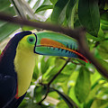 The Toucan by Michelle Meenawong The Toucan by Michelle Meenawong