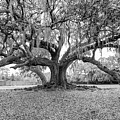 The Tree Of Life Monochrome by Steve Harrington The Tree Of Life Monochrome by Steve Harrington