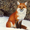 The Wait Red Fox by Frank Wilson The Wait Red Fox by Frank Wilson