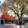The Washington Elm Photograph by Wayne Marshall Chase The Washington Elm Photograph by Wayne Marshall Chase