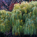 The Willows of Central Park Photograph by Lorraine Devon Wilke The Willows of Central Park Photograph by Lorraine Devon Wilke